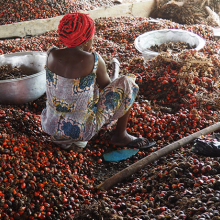 Why democracy hasn’t resolved policy failures in Ghana’s oil palm sector