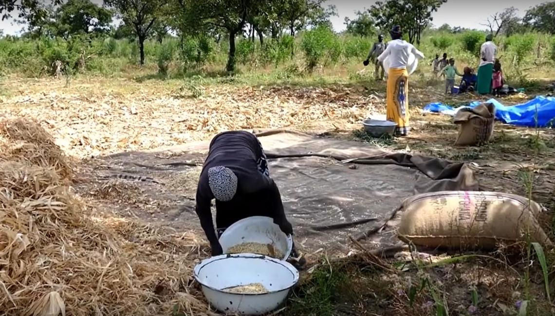 Agriculture Commercialisation and the Livelihoods of Smallholder Farmers in Ghana